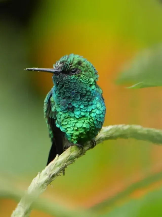 How Do Hummingbirds Help the World?