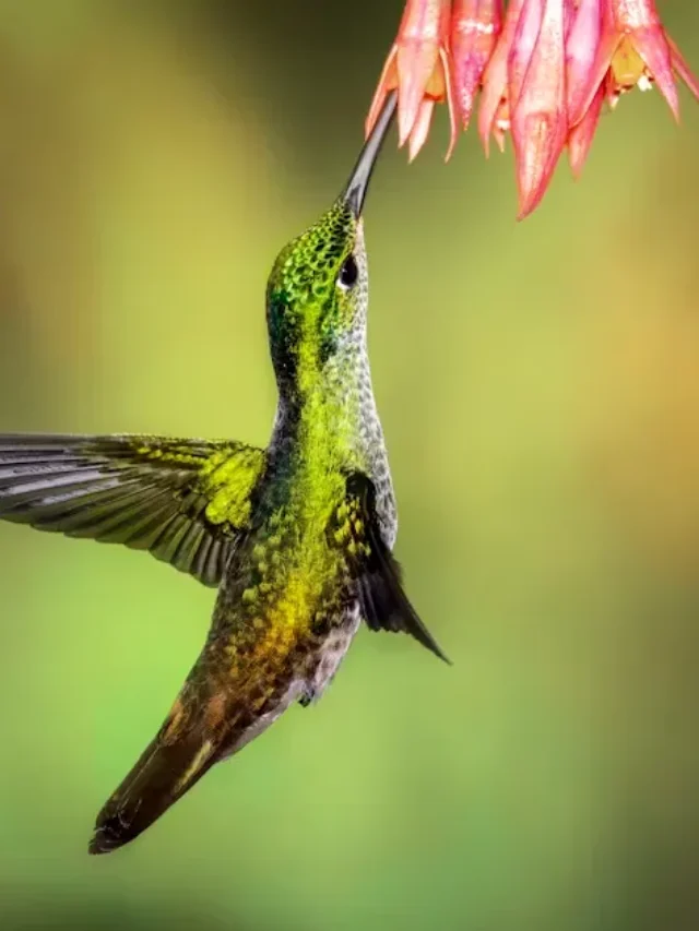 Hummingbird Habitats: How to Create a Haven in Your Backyard