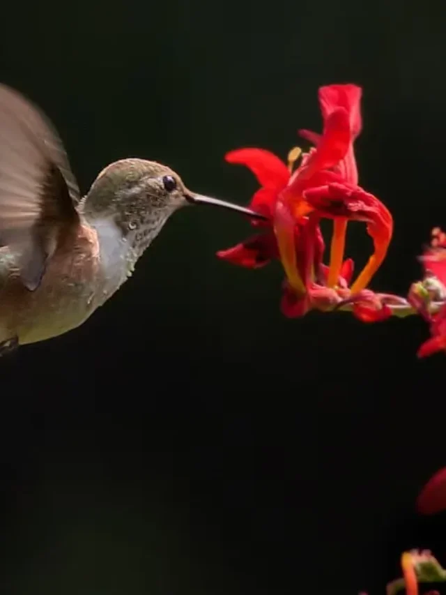 Hummingbirds expected to arrive in Ohio in next few weeks