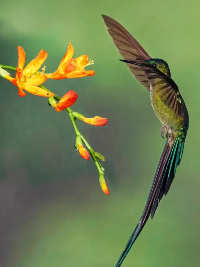 The Vibrant Colors of Hummingbirds Are More Impressive Than We’d Realized