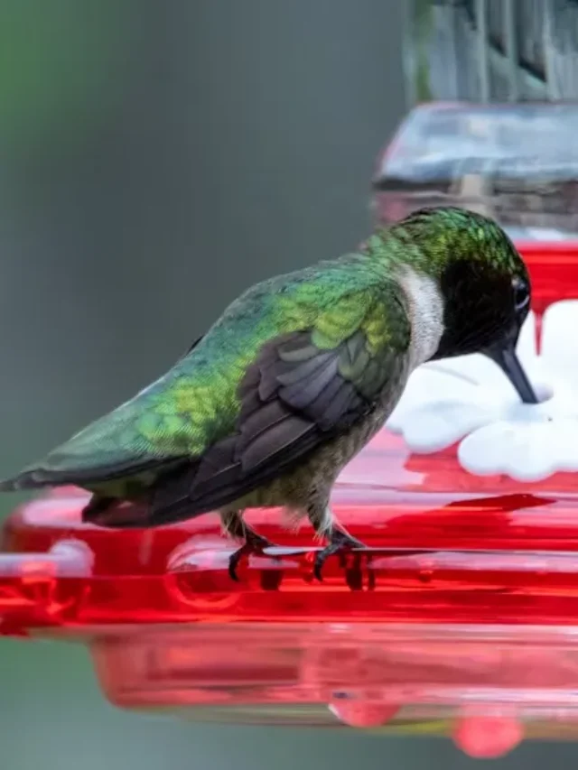 Where to put hummingbird feeders to attract more birds