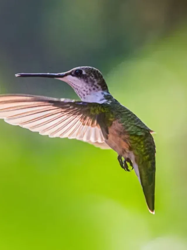 Hummingbirds are coming back to Indiana. Here’s how to attract them to your yard