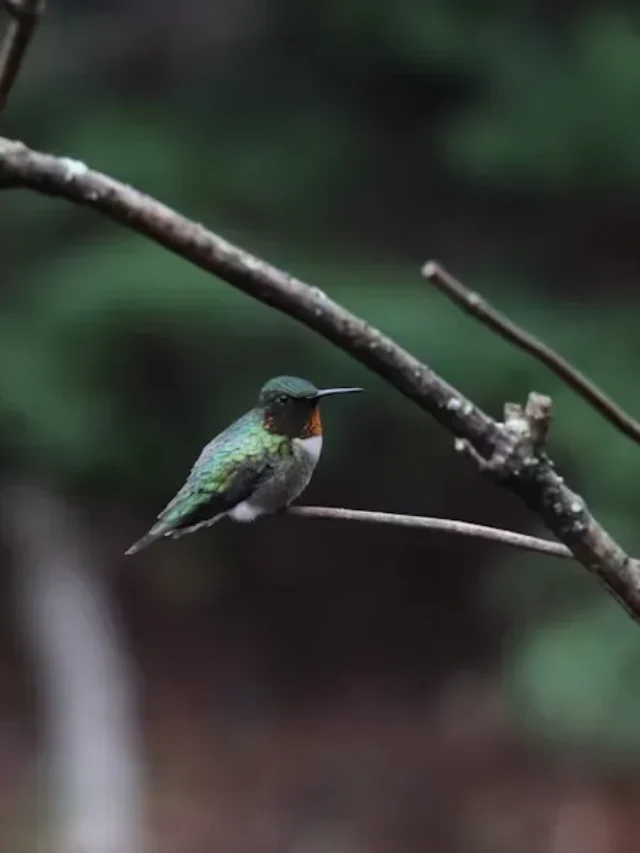 Why Don’t Hummingbirds Get Diabetes?