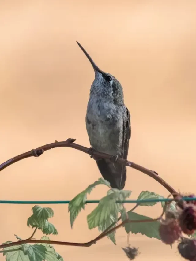 What Plants Do Hummingbirds Love Most?