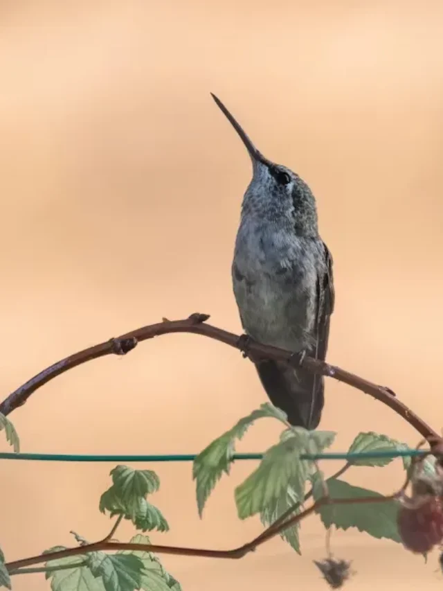 The Secret Lives of Hummingbirds: Migration, Feeding, and Behavior